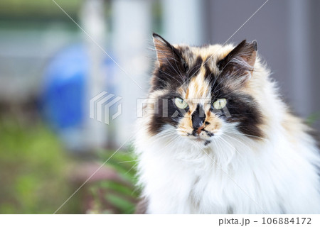 猫 視線 シンプル イメージ 106884172