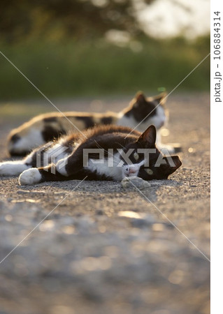 のらねこ のらねこ 106884314