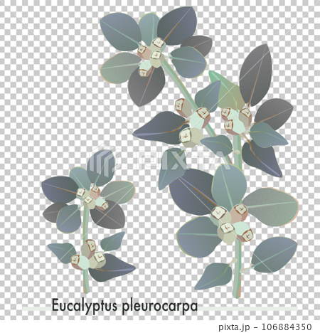Eucalyptus pleurocarpa, fresh eucalyptus leaves 106884350