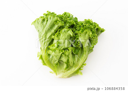 リーフレタス リーフレタス 106884358
