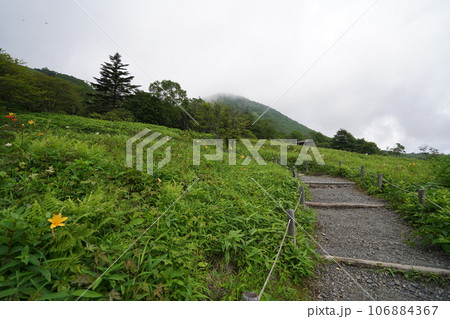 栃木県日光市　霧降高原キスゲ平の散策路から見えるニッコウキスゲ　　2023年7月10日 106884367