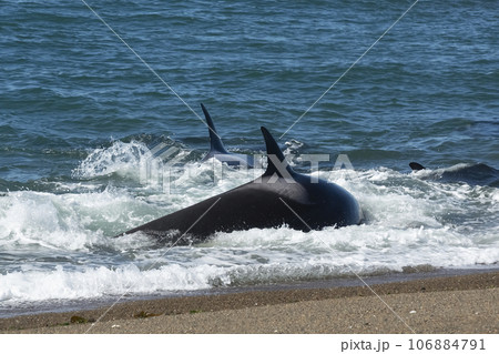 Orca hunting sea lions, Punta Norte Nature reserve, Peninsula Valdes, Patagonia Argentina 106884791