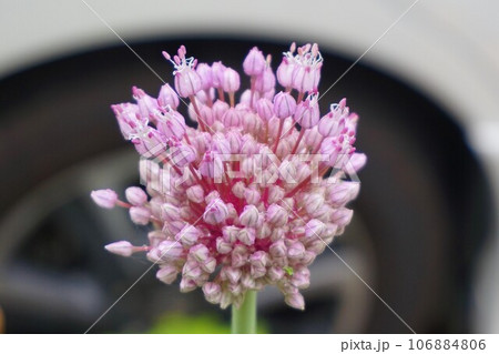 ニンニクの花 ニンニク ニンニクの花 ニンニク 106884806