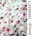 画面いっぱいの桜 106884971