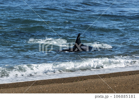 Orca hunting sea lions, Punta Norte Nature reserve, Peninsula Valdes, Patagonia Argentina 106885181