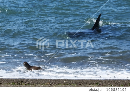 Orca hunting sea lions, Punta Norte Nature reserve, Peninsula Valdes, Patagonia Argentina 106885195