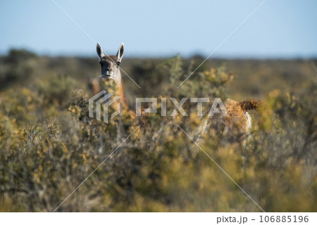 Guanaco mother and baby , Peninsula Valdes,Patagonia, Argentina. 106885196