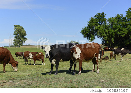 Group of cows looking at the camera, Buenos Aires Province, Argentina 106885197