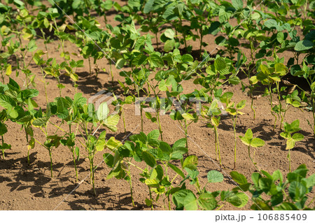 初夏の枝豆の成長 106885409