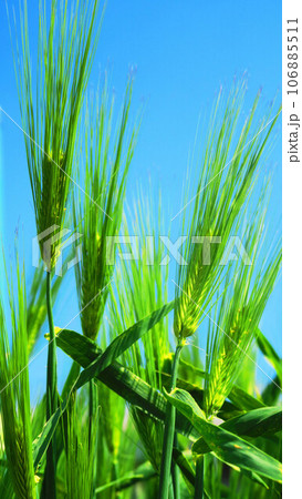 緑の新緑のオオムギの穂と青空の風景 106885511