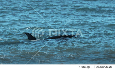 Orca hunting sea lions, Punta Norte Nature reserve, Peninsula Valdes, Patagonia Argentina Orca hunting sea lions, Punta Norte Nature reserve, Peninsula Valdes, Patagonia Argentina 106885636