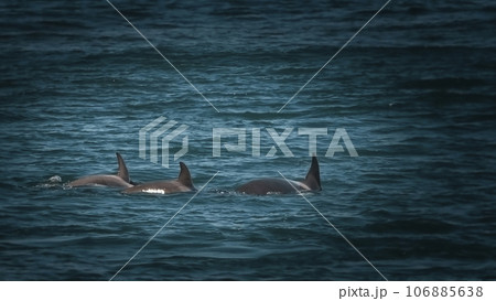 Orca hunting sea lions, Punta Norte Nature reserve, Peninsula Valdes, Patagonia Argentina 106885638