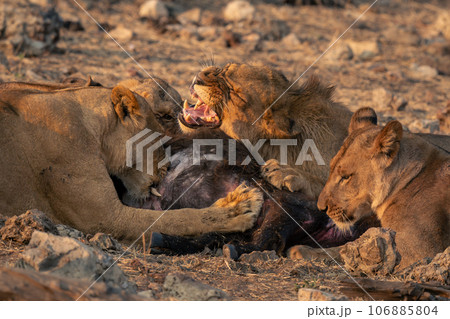 Male and female lions lying eating buffalo Male and female lions lying eating buffalo 106885804