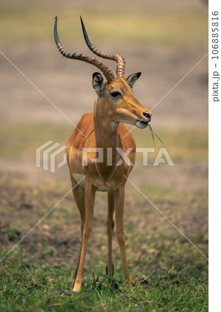 Male common impala stands chewing grass blades 106885816