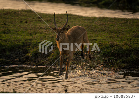 Male common waterbuck jumps over shallow river 106885837