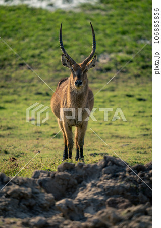 Male common waterbuck stands staring into lens 106885856