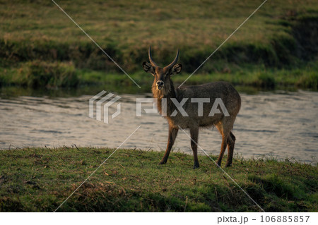 Male common waterbuck stands sticking tongue out 106885857