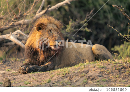 Male lion lies staring with muddy paws Male lion lies staring with muddy paws 106885869