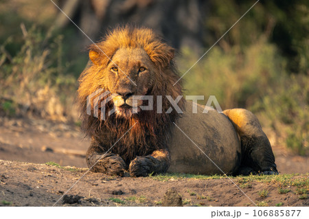 Male lion with muddy paws lies staring 106885877