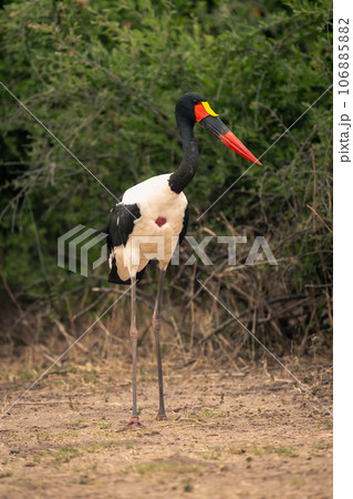 Male saddle-billed stork stands near thick bushes Male saddle-billed stork stands near thick bushes 106885882