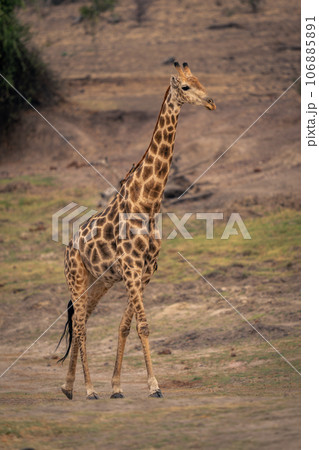 Male southern giraffe walks up grassy slope 106885891