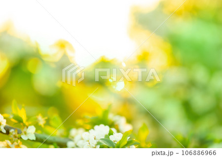 Abstract natural defocused background with beauty bokeh. Abstract natural defocused background with beauty bokeh. 106886966