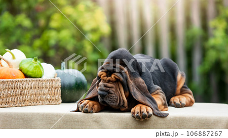 Adorable bloodhound puppy lying outdoors on a table in the sunlight. 106887267