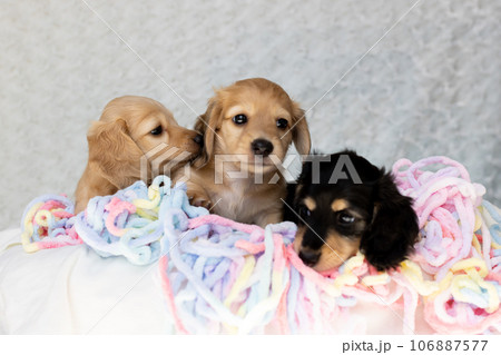 仔犬　カニンヘンダックスフンド 106887577