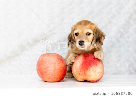 仔犬　カニンヘンダックスフンド 106887586
