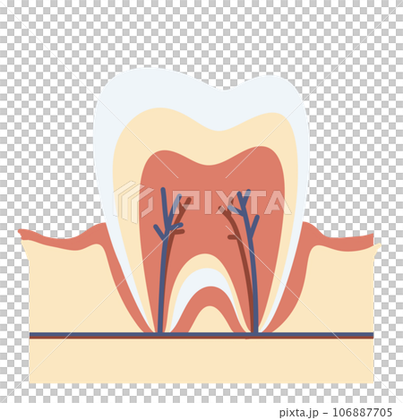 Tooth anatomy decay caries toothache dental dentist healthcare circle icon Tooth anatomy decay caries toothache dental dentist healthcare circle icon 106887705