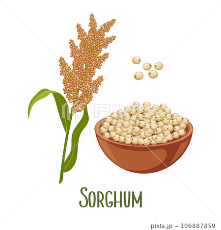 Set of sorghum grains and spikelets. Sorghum plant, sorghum grains in a plate. Agriculture, design elements, vector 106887859