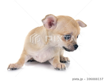 chihuahua in studio 106888137