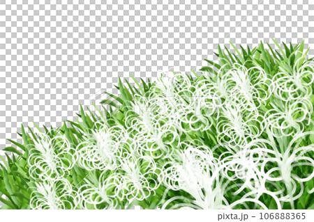 浜木綿(ハマユウ)の花のカード2 浜木綿(ハマユウ)の花のカード2 106888365