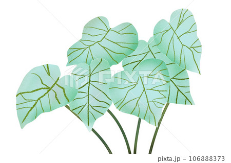 観葉植物カラジウムのカード7 106888373