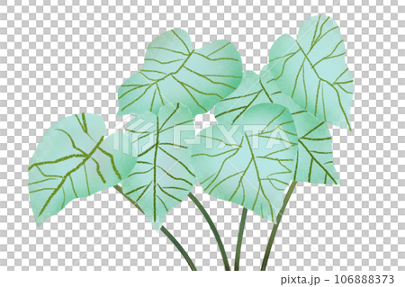 観葉植物カラジウムのカード7 106888373