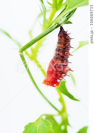 白背景に緑のスミレの茎でぶら下がった赤っぽい蛹化したばかりのツマグロヒョウモン蝶、縦、アップ 106889735