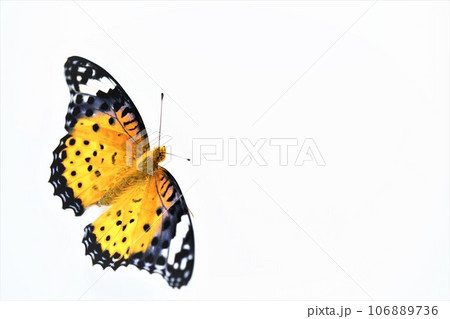 白背景に翅を広げて止まるオレンジ色と黒のツマグロヒョウモン蝶、雌 106889736