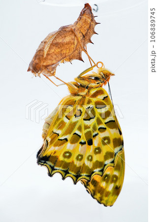 白背景に空っぽの蛹に捉まり翅を乾かす羽化直後のツマグロヒョウモン蝶、縦 106889745