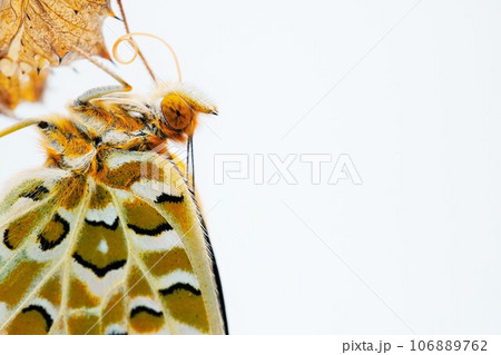 白背景に空っぽの蛹に捉まって口吻を統合させる一匹の美しいツマグロヒョウモン蝶の頭部のクローズアップ 106889762