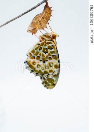 白背景に枯れ枝に付けた空っぽの蛹に捉まって翅を伸ばす一匹の綺麗なツマグロヒョウモン蝶、縦 106889763