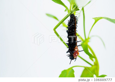 白背景に緑色のビオラの葉に尾を付けた前蛹の後頭部が裂け変態の始まった黒のツマグロヒョウモンの幼虫 白背景に緑色のビオラの葉に尾を付けた前蛹の後頭部が裂け変態の始まった黒のツマグロヒョウモンの幼虫 106889777