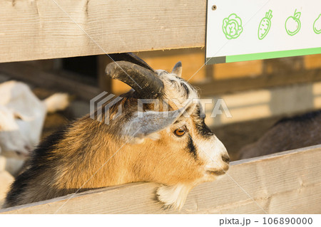 A domestic goat of the Anglo-Nubian breed in the summer in a pen. 106890000