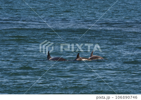 Orca hunting sea lions, Punta Norte Nature reserve, Peninsula Valdes, Patagonia Argentina Orca hunting sea lions, Punta Norte Nature reserve, Peninsula Valdes, Patagonia Argentina 106890746