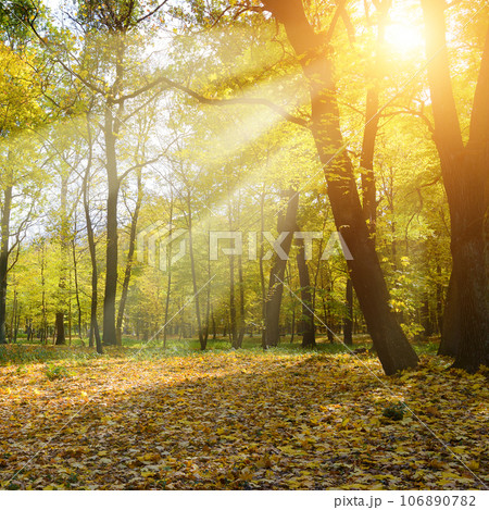Rays of sun in beautiful autumn park Rays of sun in beautiful autumn park 106890782