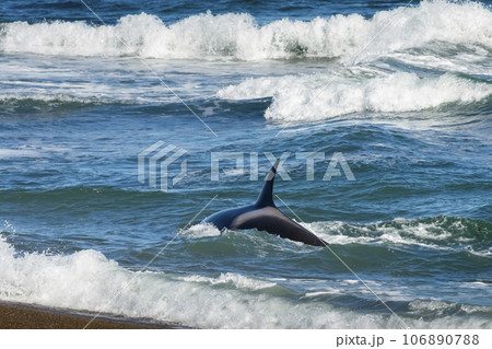Orca hunting sea lions, Punta Norte Nature reserve, Peninsula Valdes, Patagonia Argentina 106890788