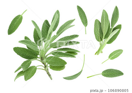 fresh sage herb in wooden bowl isolated on white background with full depth of field, Top view. Flat lay 106890805