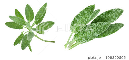 fresh sage herb isolated on white background with full depth of field 106890806