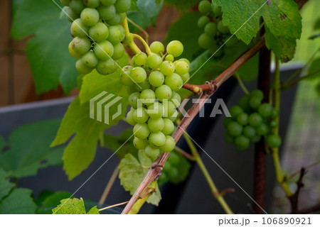 Close-up view of clusters of domestic green grapes. Close-up view of clusters of domestic green grapes. 106890921