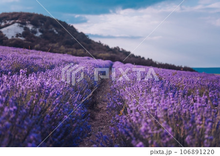 Close up Lavender flower blooming scented fields in endless rows on sunset. Selective focus on Bushes of Lavandula angustifolia purple aromatic flowers at lavender fields. Lavandula officinalis Close up Lavender flower blooming scented fields in endless rows on sunset. Selective focus on Bushes of Lavandula angustifolia purple aromatic flowers at lavender fields. Lavandula officinalis 106891220