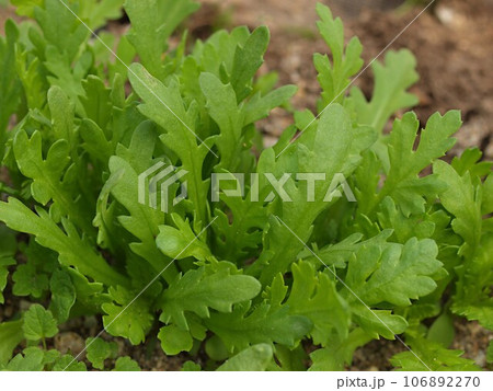 畑のシュンギクの生態写真 106892270